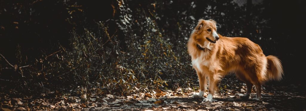 Cennik konsultacji behawioralnej natura psa